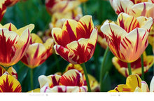 Load image into Gallery viewer, Tulips: Beautiful Varieties for Home and Garden